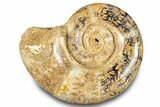 Jurassic Ammonite (Hemilytoceras) Fossil - Madagascar #283457-1